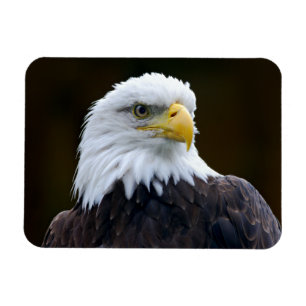 Amerikaanse Bald Eagle Magneet
