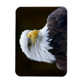 Amerikaanse Bald Eagle Magneet (Verticaal)