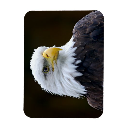 Amerikaanse Bald Eagle Magneet (Verticaal)