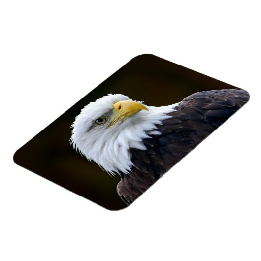 Amerikaanse Bald Eagle Magneet (Linkerzijde)