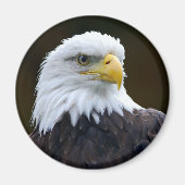 Amerikaanse Bald Eagle Magneet (Voorkant)