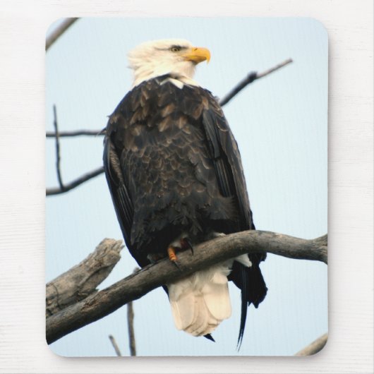 Amerikaanse Bald Eagle Mousepad Muismat (Voorkant)