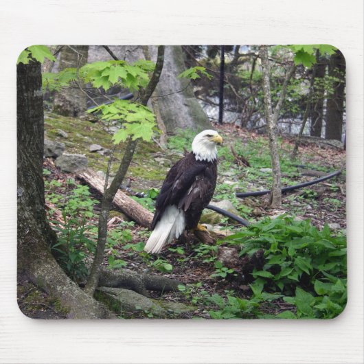 Amerikaanse Bald Eagle Muismat (Voorkant)