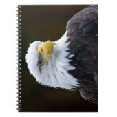 Amerikaanse Bald Eagle Notitieboek (Voorkant)