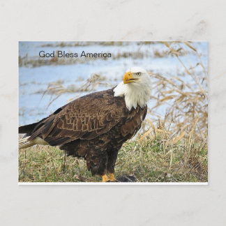 Amerikaanse Bald Eagle op een Briefkaart