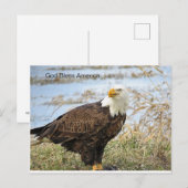 Amerikaanse Bald Eagle op een Briefkaart (Voorkant / Achterkant)
