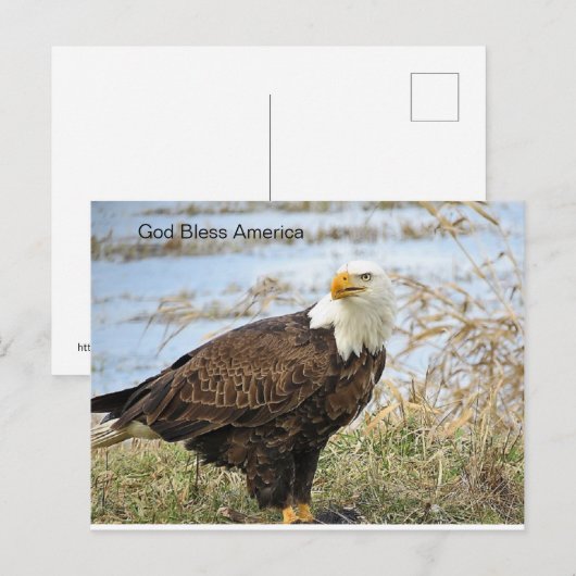 Amerikaanse Bald Eagle op een Briefkaart (Voorkant / Achterkant)