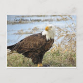 Amerikaanse Bald Eagle op een Briefkaart (Voorkant)