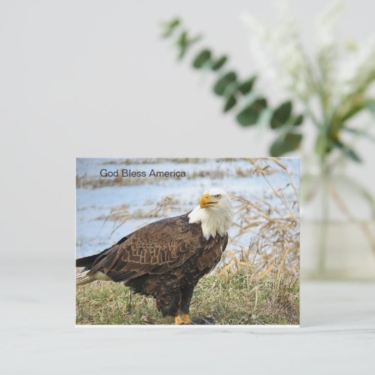 Amerikaanse Bald Eagle op een Briefkaart (Staand voorkant)