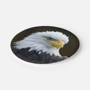 Amerikaanse Bald Eagle Papieren Bordje