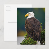 Amerikaanse Bald Eagle Perched Briefkaart (Voorkant / Achterkant)