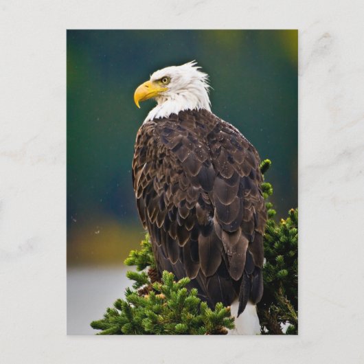 Amerikaanse Bald Eagle Perched Briefkaart (Voorkant)