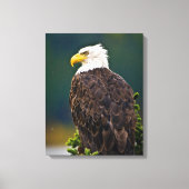 Amerikaanse Bald Eagle Perched Canvas Afdruk (Voorkant)