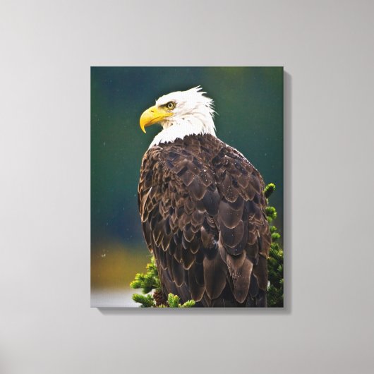 Amerikaanse Bald Eagle Perched Canvas Afdruk (Voorkant)