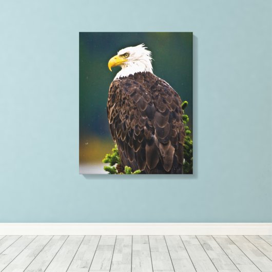 Amerikaanse Bald Eagle Perched Canvas Afdruk (Insitu (Houten vloer))