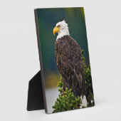 Amerikaanse Bald Eagle Perched Fotoplaat (Zijkant)