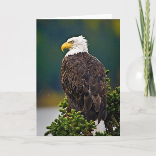 Amerikaanse Bald Eagle Perched Kaart (Voorkant)