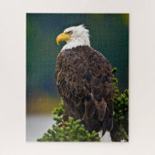 Amerikaanse Bald Eagle Perched Legpuzzel (Verticaal)