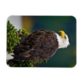 Amerikaanse Bald Eagle Perched Magneet (Horizontaal)