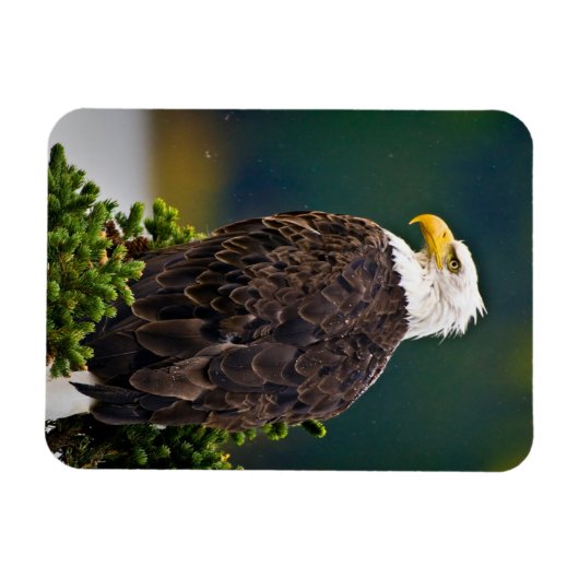 Amerikaanse Bald Eagle Perched Magneet (Horizontaal)