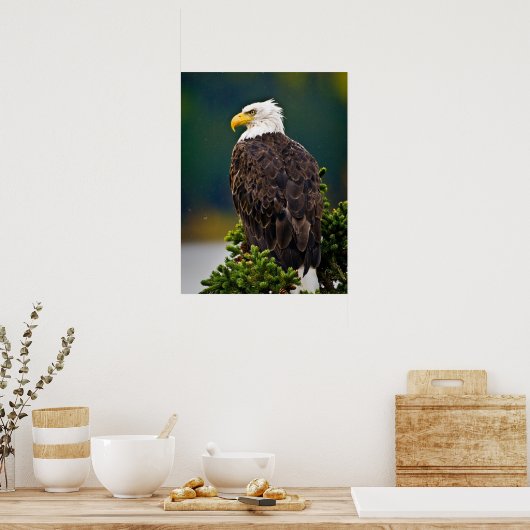 Amerikaanse Bald Eagle Perched Poster (Keuken)