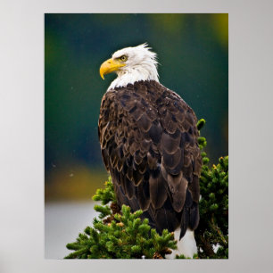 Amerikaanse Bald Eagle Perched Poster