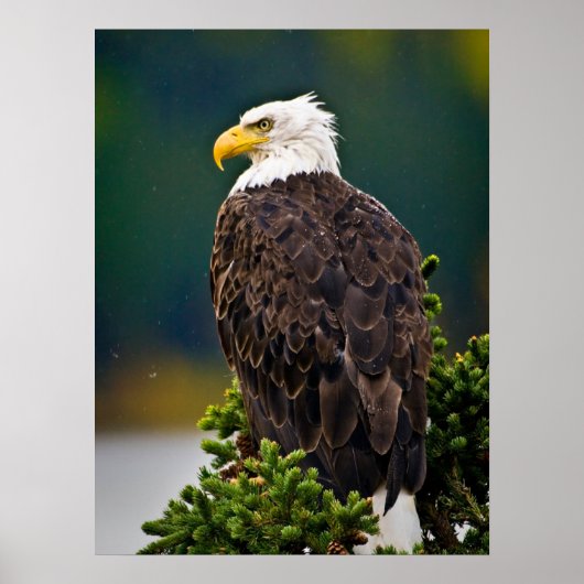 Amerikaanse Bald Eagle Perched Poster (Voorkant)