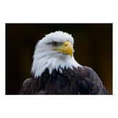 Amerikaanse Bald Eagle Perfect Poster (Voorkant)