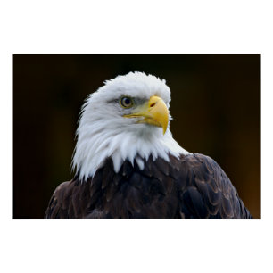 Amerikaanse Bald Eagle Perfect Poster