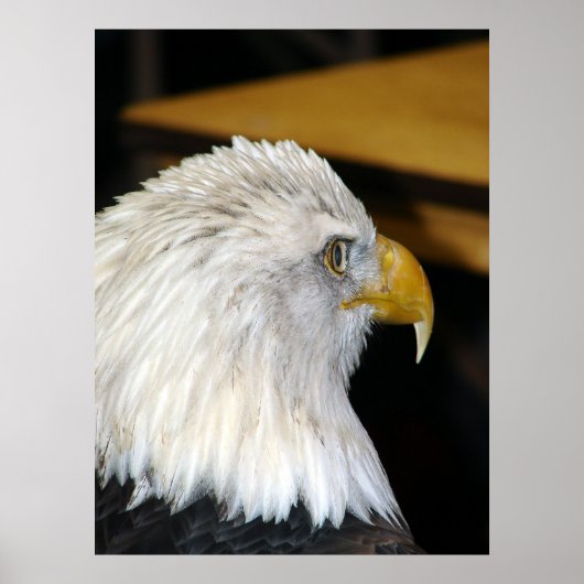 Amerikaanse Bald Eagle Poster (Voorkant)