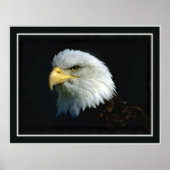 Amerikaanse Bald Eagle Poster (Voorkant)