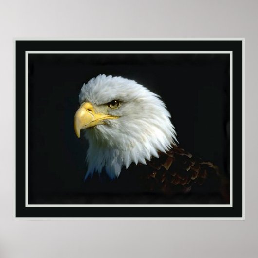 Amerikaanse Bald Eagle Poster (Voorkant)