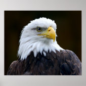 Amerikaanse Bald Eagle Poster (Voorkant)
