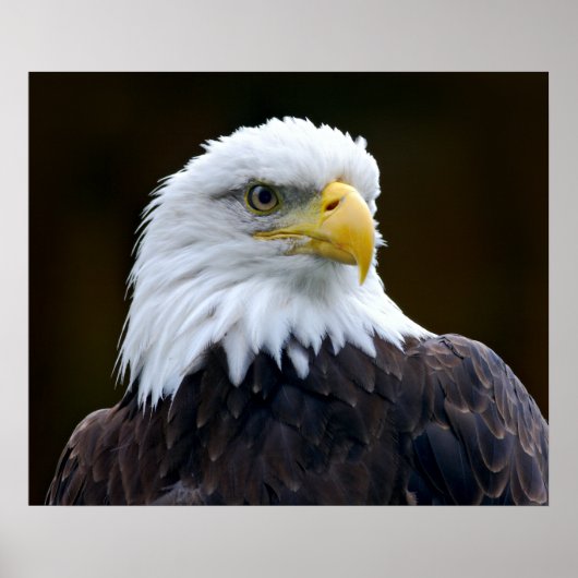 Amerikaanse Bald Eagle Poster (Voorkant)