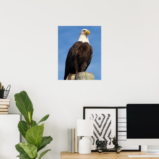 Amerikaanse Bald Eagle Poster (Thuiskantoor)