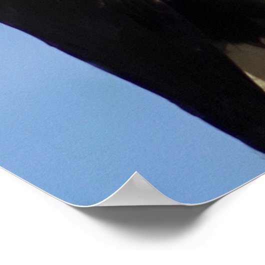 Amerikaanse Bald Eagle Poster (Hoek)