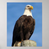 Amerikaanse Bald Eagle Poster (Voorkant)