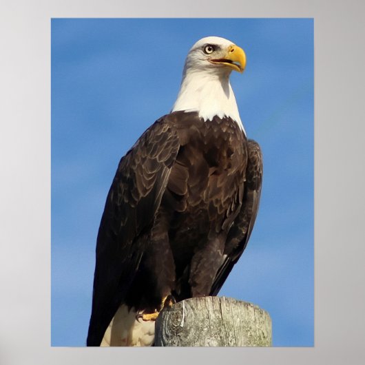 Amerikaanse Bald Eagle Poster (Voorkant)