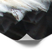 Amerikaanse Bald Eagle Poster (Hoek)