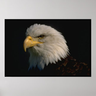 Amerikaanse Bald Eagle Poster