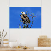 Amerikaanse Bald Eagle Poster (Keuken)