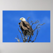 Amerikaanse Bald Eagle Poster (Voorkant)