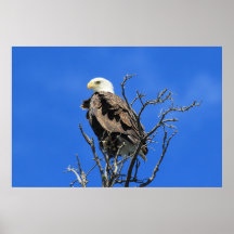 Amerikaanse Bald Eagle
