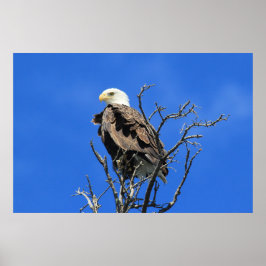Amerikaanse Bald Eagle Poster