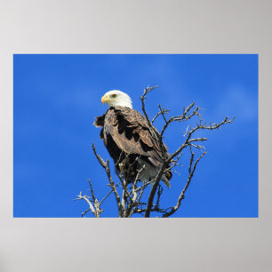 Amerikaanse Bald Eagle Poster