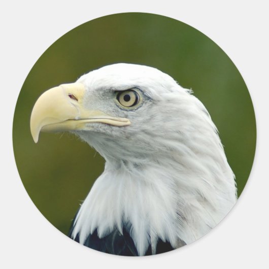 Amerikaanse Bald Eagle Ronde Sticker (Voorkant)