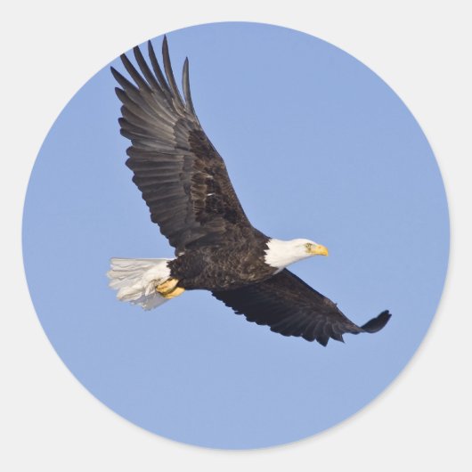 Amerikaanse Bald Eagle Ronde Sticker (Voorkant)