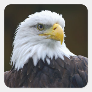 Amerikaanse Bald Eagle Vierkante Sticker