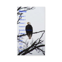 Amerikaanse Bald Eagle