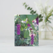 Amerikaanse Beautyberry # 1 Briefkaart (Staand voorkant)